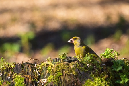 Greenfinch on a tree stump with sunflower seedの写真素材
