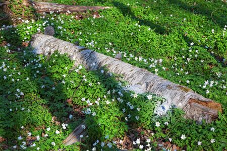 Birch tree log and wood anemones in the forestの写真素材