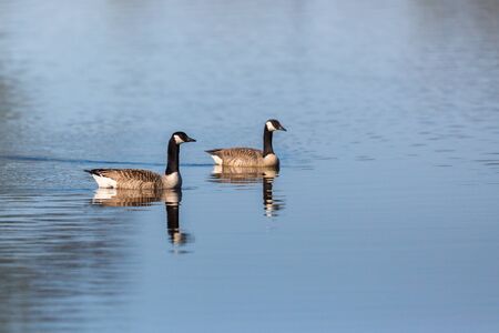 Canada Goose pair swim in the lakeの写真素材