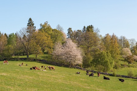 Cows and calves on the meadow in rural countryside landscape at springの写真素材