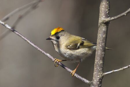 Goldcrest bird sitting on a branchの写真素材
