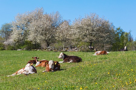 Calves resting in rural landscapeの写真素材