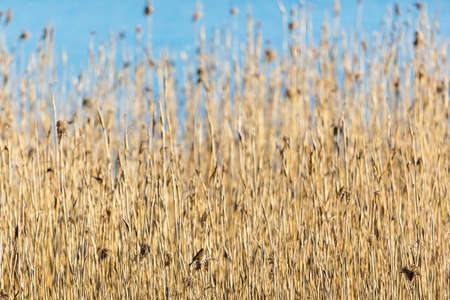 Reed bunting bird sitting in the reedの写真素材