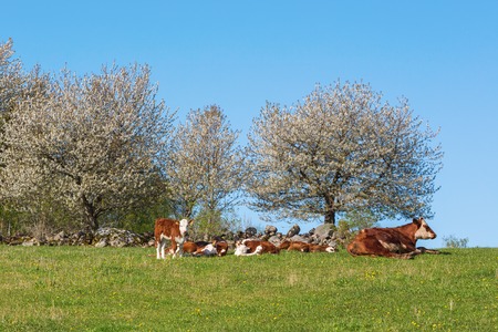 Resting calves and cows on the meadow with blossoming cherry treesの写真素材