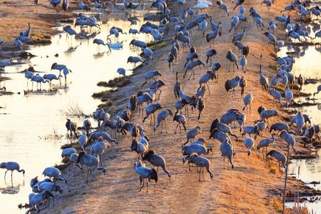 Flock of cranes grazing in the morning lightの写真素材