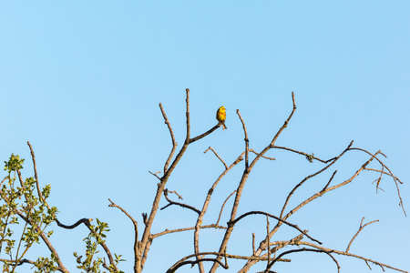 Yellowhammer on a treetop in springの写真素材