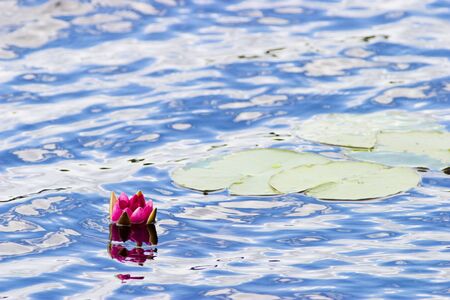 Red water lily in a pond, nymphaea alba f. rosea