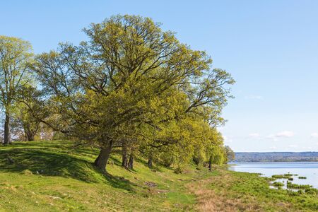 Oak trees at the lake