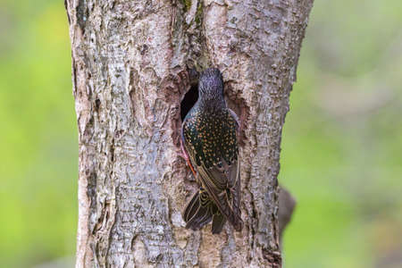Starling at the nesting hole on the tree trunkの写真素材