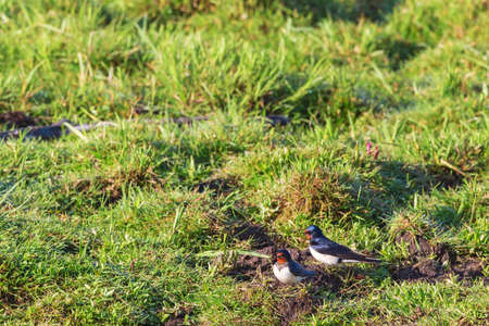 Barn swallows sit at the groundの写真素材