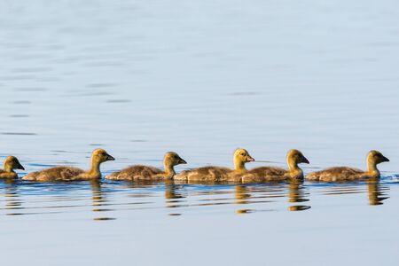 Greylag geese goslings swim in a rowの写真素材