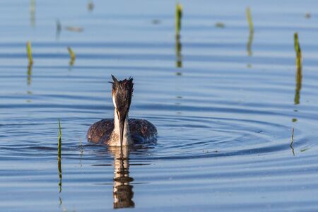 Great Crested Grebe swimming in the lake at springの写真素材