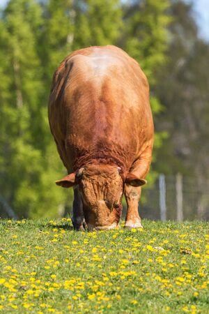 Large bull grazing in a meadow