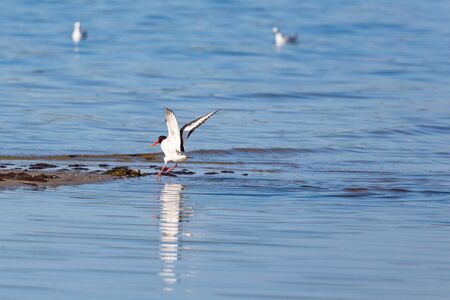 Oystercatcher spread wings on the beachの写真素材