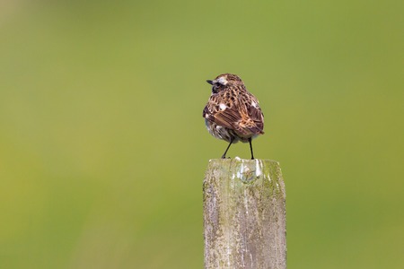 Whinchat sitting on a poleの写真素材