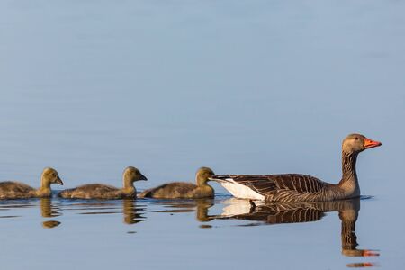 Greylag goose swimming with their young birdsの写真素材
