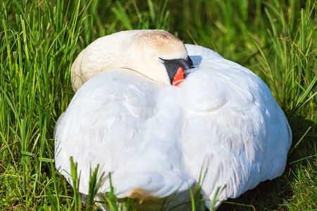 Mute swan lying and sleeping in the green grassの写真素材