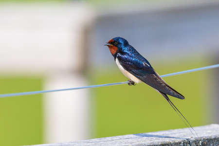 Barn Swallow sitting on a wire and restの写真素材