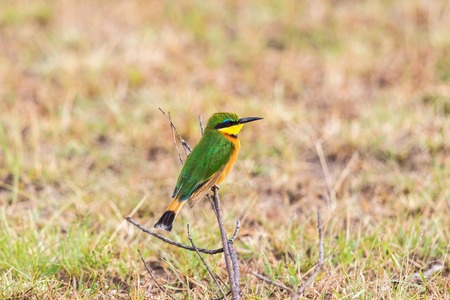 Little beeeater on a branch in the grasslandの写真素材