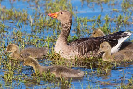 Greylag Goose family swimming in a lake at springの写真素材