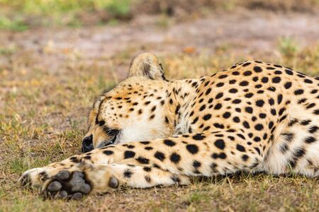 Cheetah lying and sleeping on the groundの写真素材