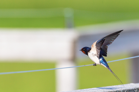 Barn Swallow sitting on a wire and spread wingsの写真素材