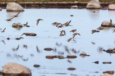Red knot birds flying at the shore