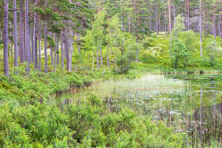 Forest lake with pine trees