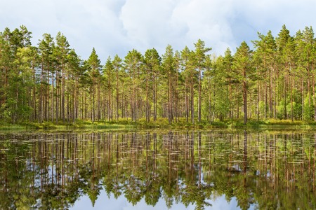 Pine tree woods at the lake with dark storm clouds in the skyの写真素材
