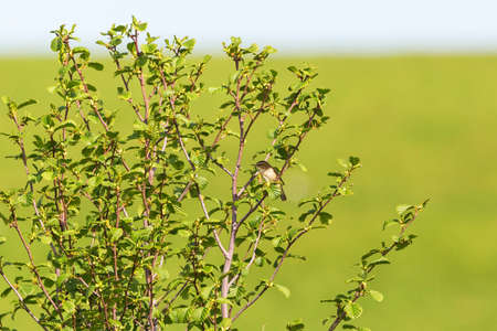 Sedge warbler in a bush at spring