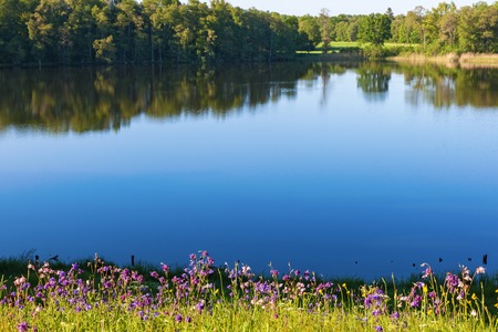 Flowers in the meadow by the lake with forest in the backgroundの写真素材