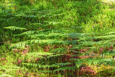 Ferns growing in the woodsの写真素材