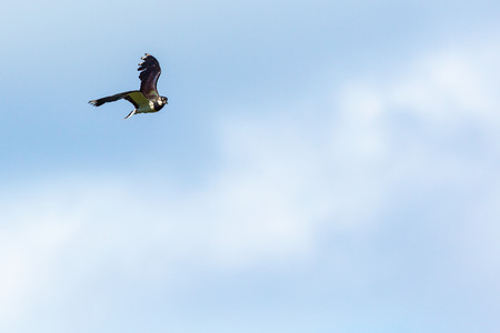 Northern Lapwing flying in the skyの写真素材