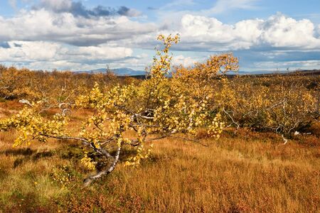 Birch tree at the moorの写真素材