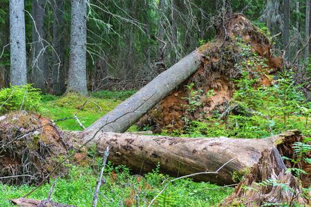 Uprooted tree in a old-growth forestの写真素材
