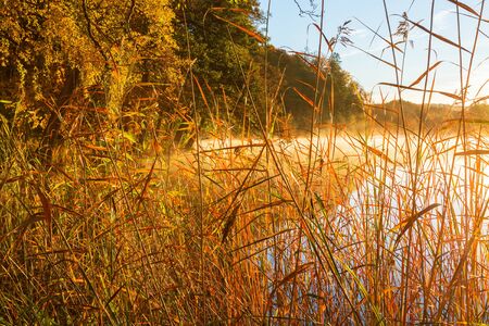 Reed straws at the lake in the misty autumn morningの写真素材