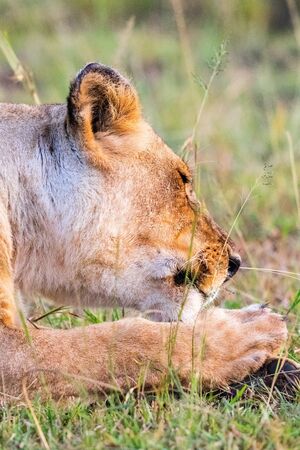 Lioness lying down in the grassの写真素材