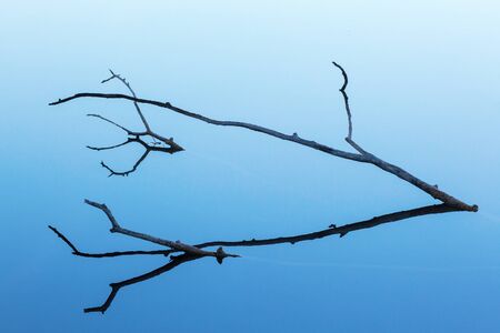 Tree branches in silhouette lying in the waterの写真素材