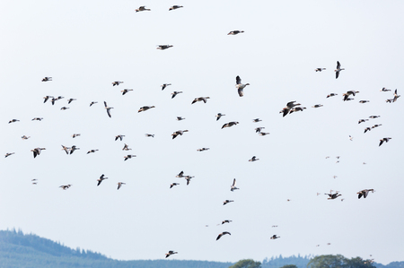 Flock of greylag geese in skyの写真素材