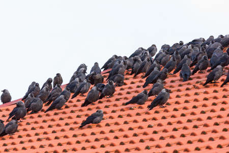 Jackdaws sitting on a tiled roofの写真素材