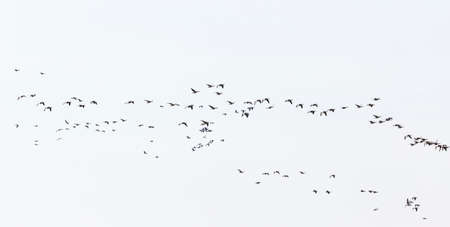 Bird migration with greylag geese in the springの写真素材