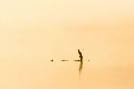 Great Cormorant sitting on a tree stump in the sunriseの写真素材
