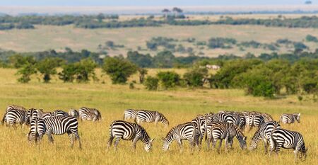 Flock of Zebras grazing grass in Masai Mara savannahの写真素材
