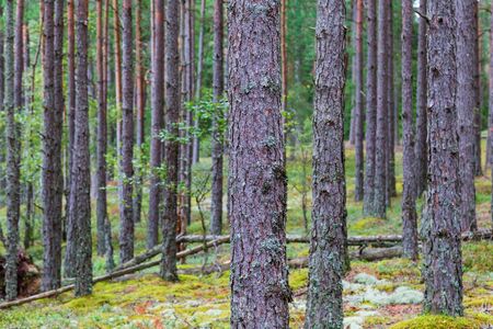 Pine tree trunks in  the woodsの写真素材