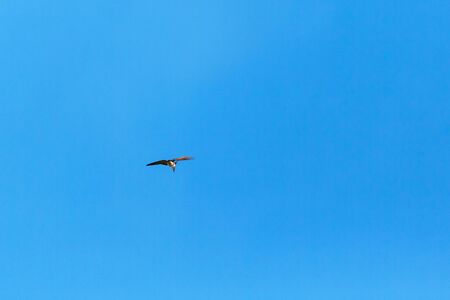 House Martin flying in the blue summer skiesの写真素材