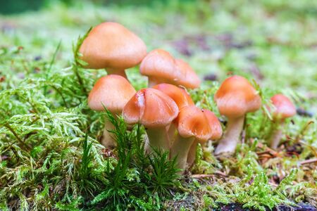 Mushrooms growing in the forest moss