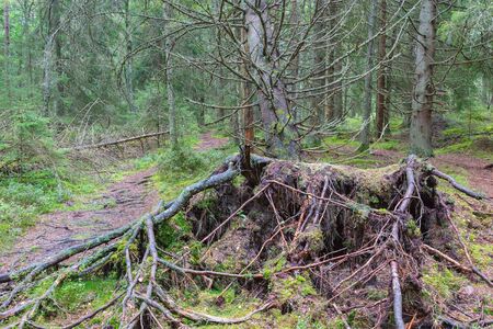 Fallen Spruce tree at a path in the woods