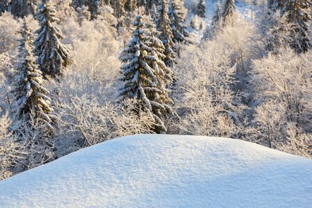 Snow in winter forest landscapesの写真素材
