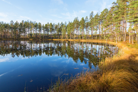 Forest lake with water reflections in the lake