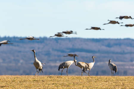 Cranes on the field and cranes flying in the air